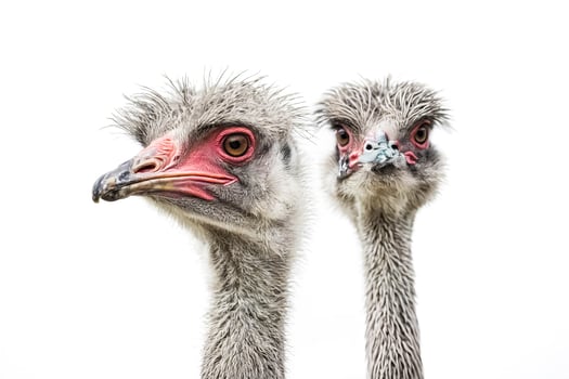 Two Ostrich Heads Close Up, Isolated on White photo