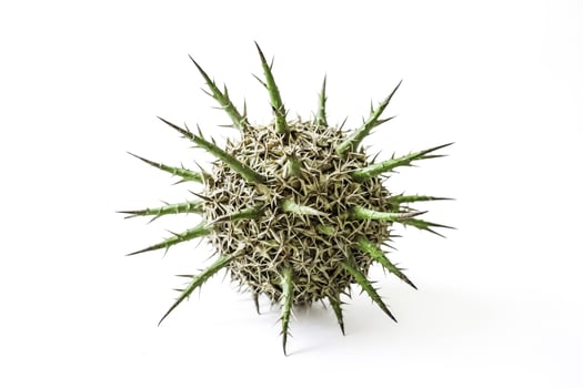 Spiky Green Plant Isolated on White Background photo