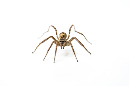 Brown spider on white background photo