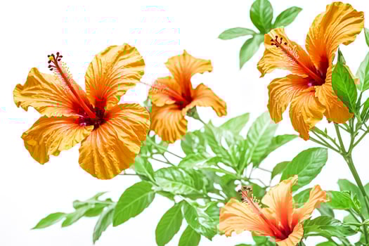 Orange Hibiscus Flowers and Green Leaves Isolated on White Background photo