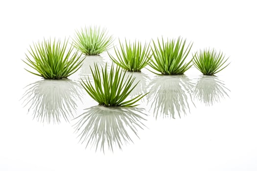 Green Plants Reflecting in Water photo