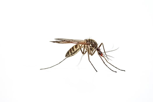 Close-up of a mosquito on a white background photo