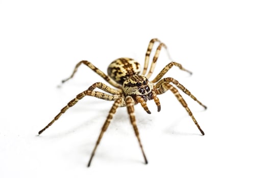 Spider on white background photo