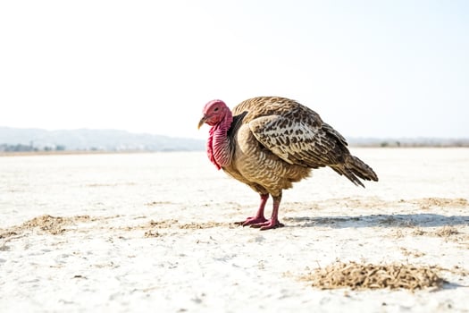 Turkey Standing on a Sandy Surface photo
