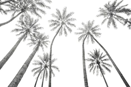 Black and White Palm Trees photo