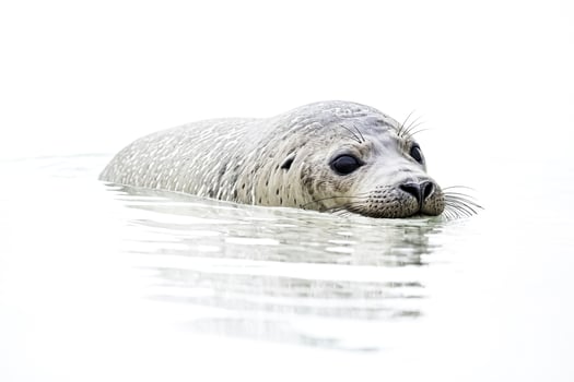 Close-up of a Seal's Face Emerging from the Water photo