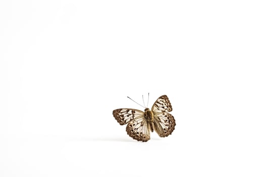 Close up of butterfly on white background photo