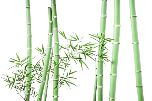 Green Bamboo Shoots on White Background photo