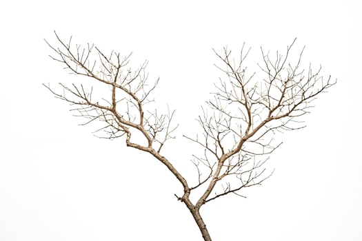 Bare Tree Branch on White Background photo