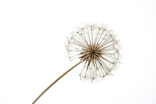 Close-up of a Dandelion Seed Head photo