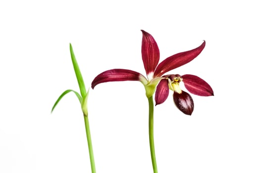 Single Red Orchid Flower with Green Stem on White Background photo