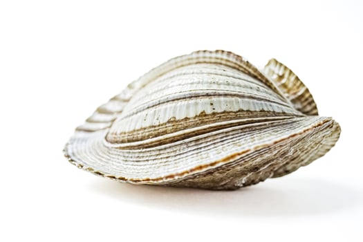 Close-up of a Seashell on White Background photo