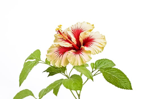 Red and Yellow Hibiscus Flower with Green Leaves on White Background photo