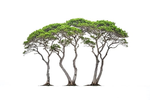 Four Trees Isolated on White Background photo