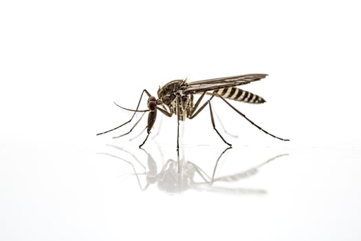 Mosquito close-up on a white background photo