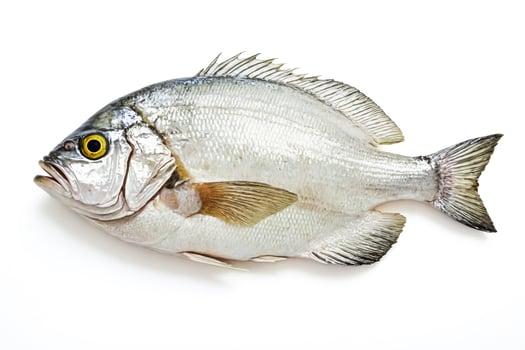 Fresh Raw Fish Isolated on White Background photo