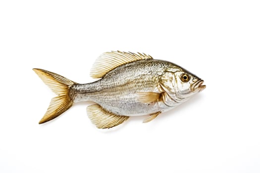 Freshly Caught Fish on White Background photo