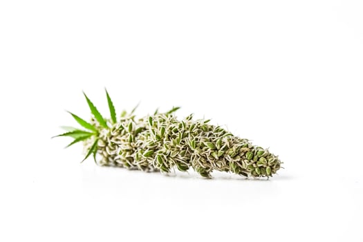 Close-up of Cannabis Seeds Sprouting photo