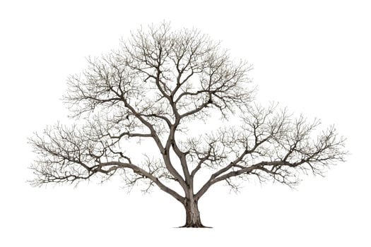 Bare Tree Silhouette Isolated on White Background photo