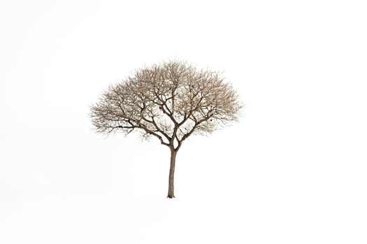 Lone Tree in a Snowy Landscape photo