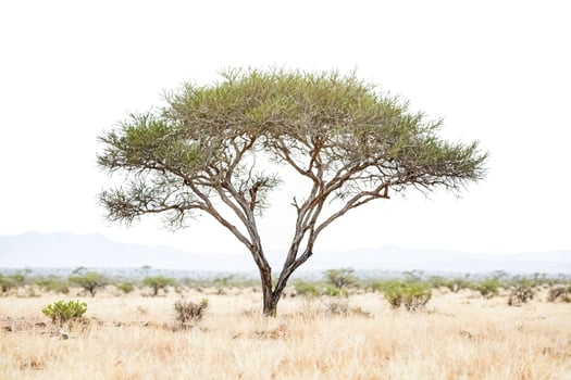 Acacia Tree in Savanna Landscape photo