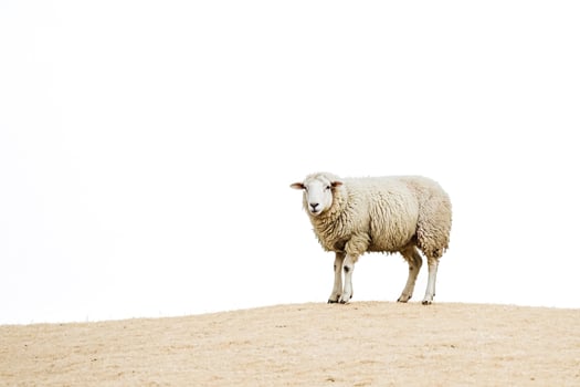 Single Sheep on a Hilltop photo
