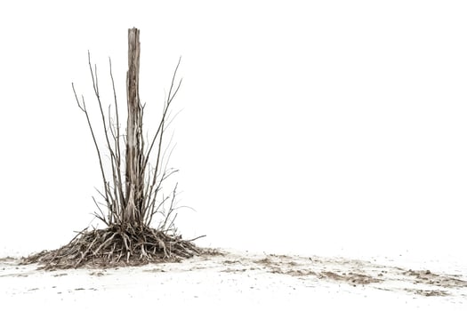 Dead Tree in a White Landscape photo