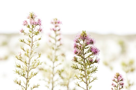 Delicate Pink Wildflowers Against a White Background photo