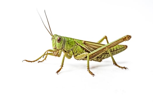Close-up of a Green Grasshopper on a White Background photo