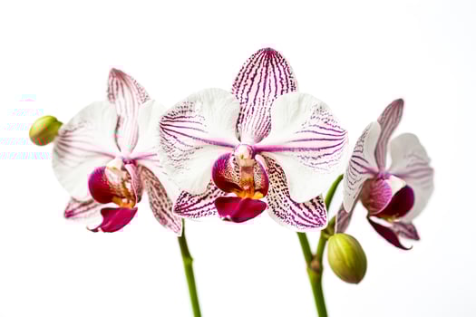 Closeup of Beautiful Pink and White Orchid Flower photo