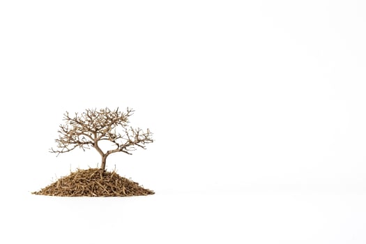 Single Dead Tree on White Background photo