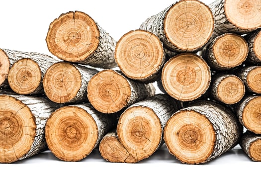 Close Up of Tree Trunk Cross Sections photo