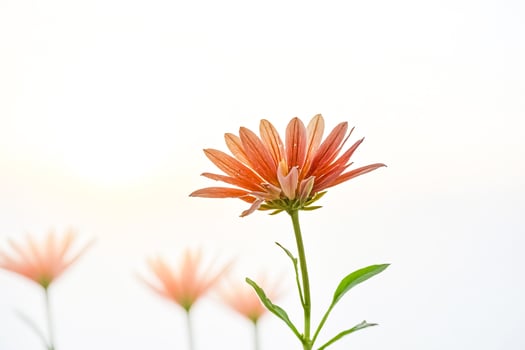 Single Orange Flower with a White Background photo