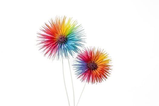 Two Rainbow Flowers on a White Background photo