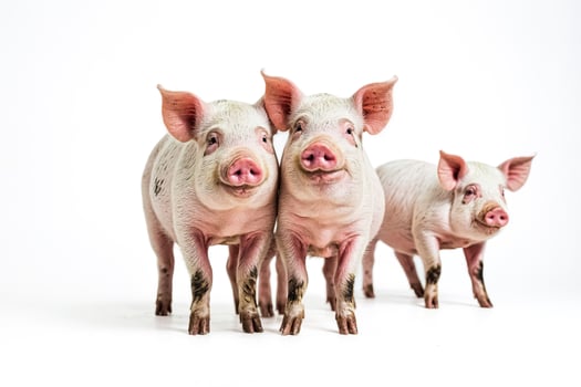 Three Piglets Standing Together, Isolated on White Background photo