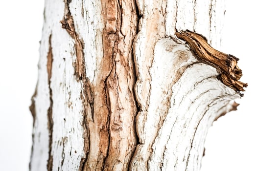 Closeup of tree bark with white paint photo