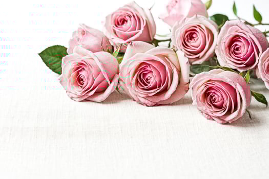 Pink Roses on White Linen Background photo