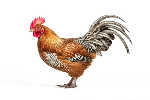Rooster with Red Comb and White Feathers Isolated on White Background photo