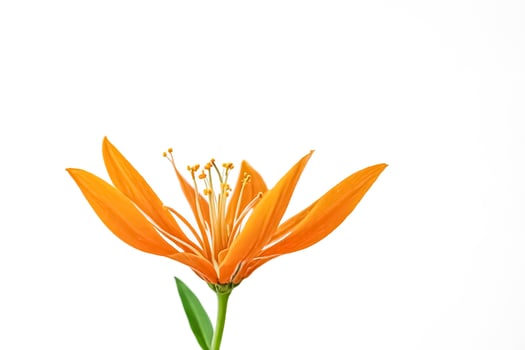 Orange flower on white background photo
