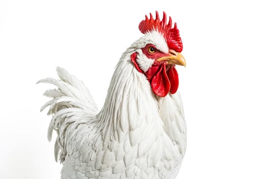 Close-up of a white rooster's head photo