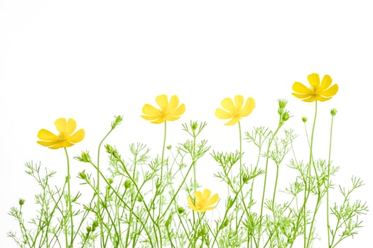 Yellow Wildflowers on a White Background photo