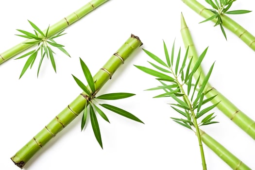 Green Bamboo Stalks and Leaves on White Background photo