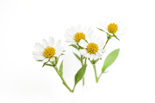White flowers with yellow centers on a white background photo