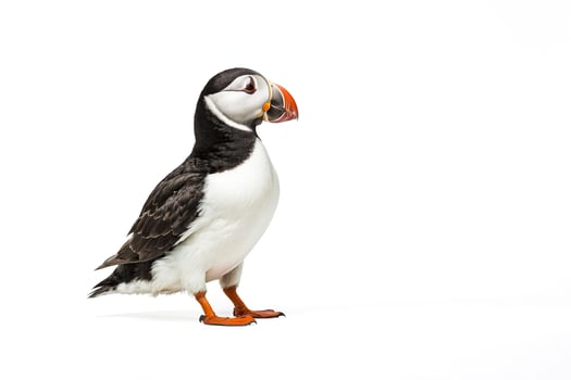 Atlantic Puffin Standing on White Background photo