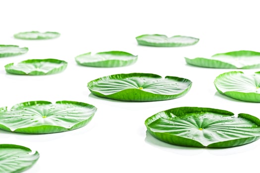 Green Lotus Leaves on a White Background photo