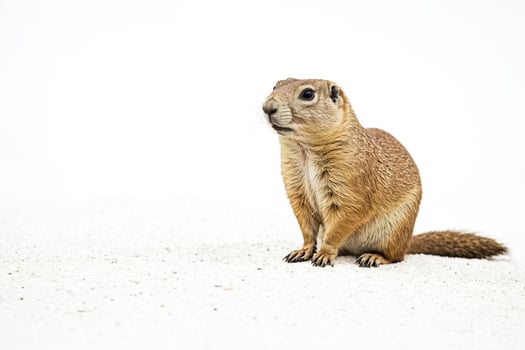 Prairie Dog Looking Curious on White Background photo