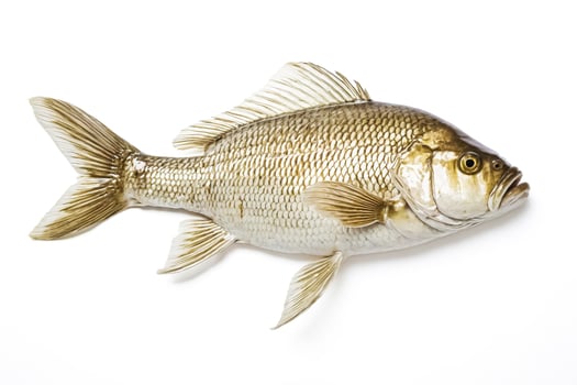 Close-up of a fresh fish on a white background photo