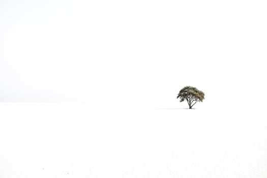 Solitary Tree in a White Landscape photo