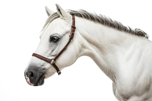 White Horse Head with Brown Halter photo