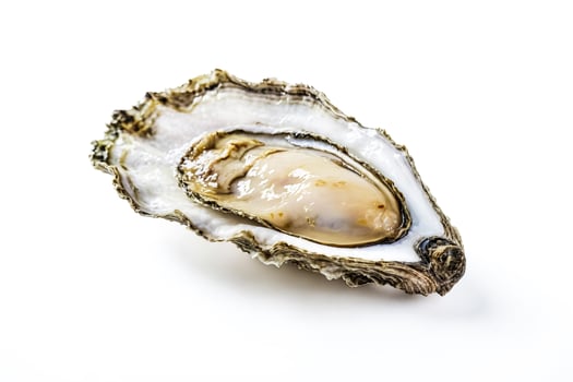 Single Fresh Oyster on White Background photo